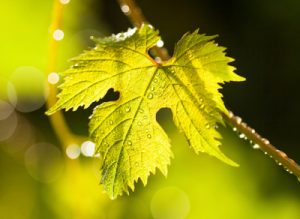 iStock_000049334866XXXLarge